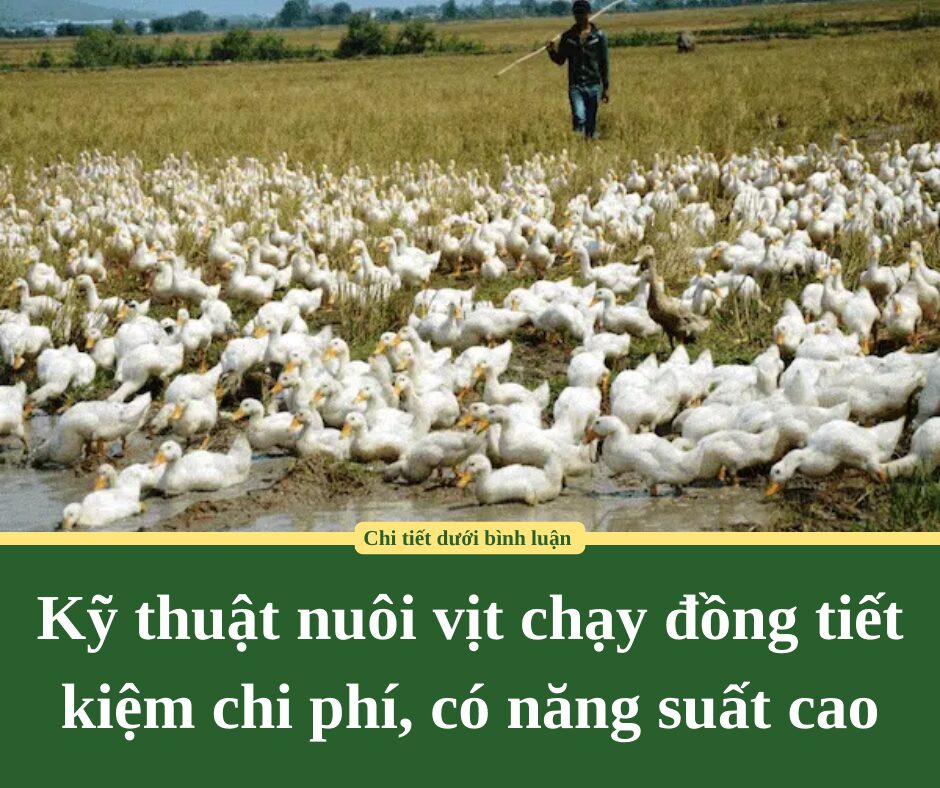 Kỹ thuật nuôi vịt chạy đồng tiết kiệm chi phí, có năng suất cao