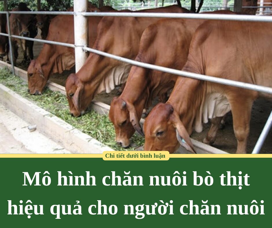 Mô hình chăn nuôi bò thịt hiệu quả cho người chăn nuôi