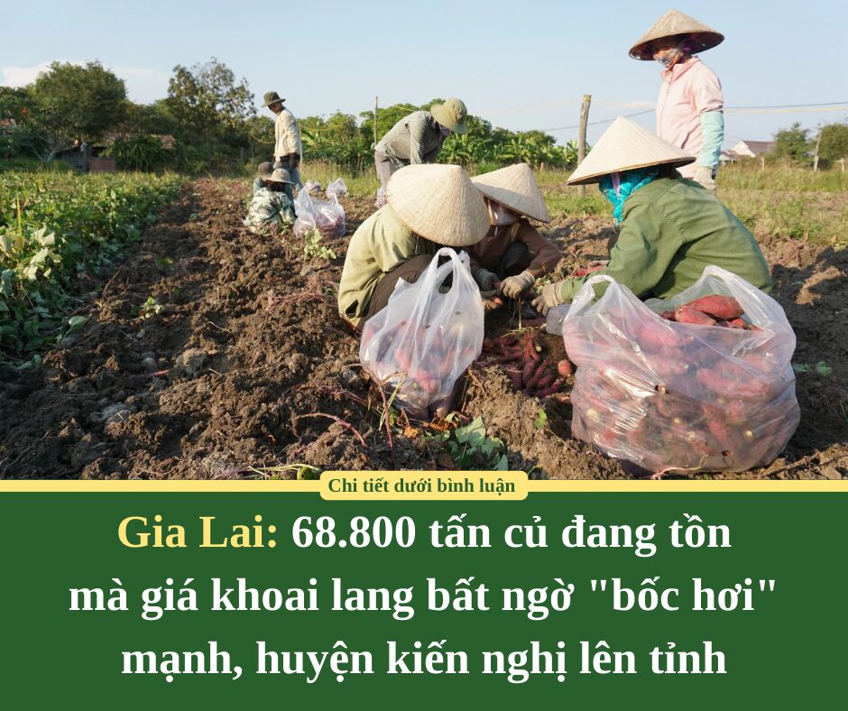 Ở Gia Lai, 68.800 tấn củ đang tồn mà giá khoai lang bất ngờ “bốc hơi” mạnh, huyện kiến nghị lên tỉnh