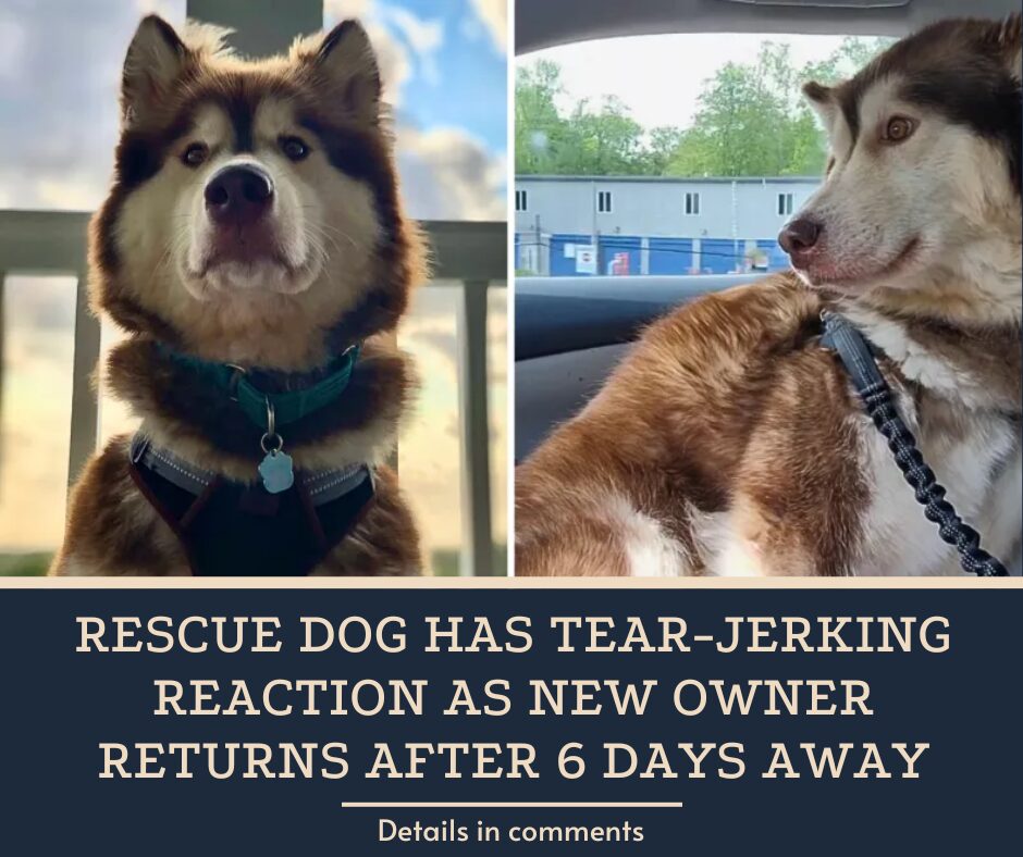 Rescue Dog Has Tear-Jerking Reaction as New Owner Returns After 6 Days Away