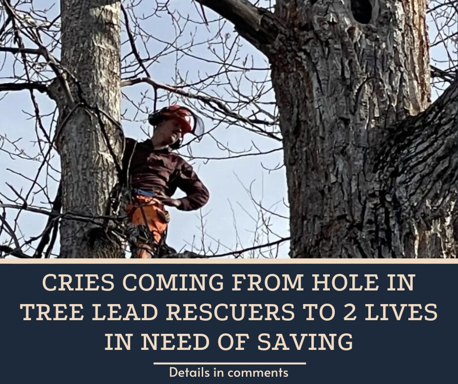 Cries Coming From Hole In Tree Lead Rescuers To 2 Lives In Need Of Saving