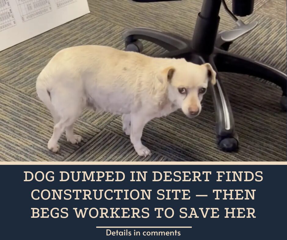 Dog Dumped In Desert Finds Construction Site — Then Begs Workers To Save Her