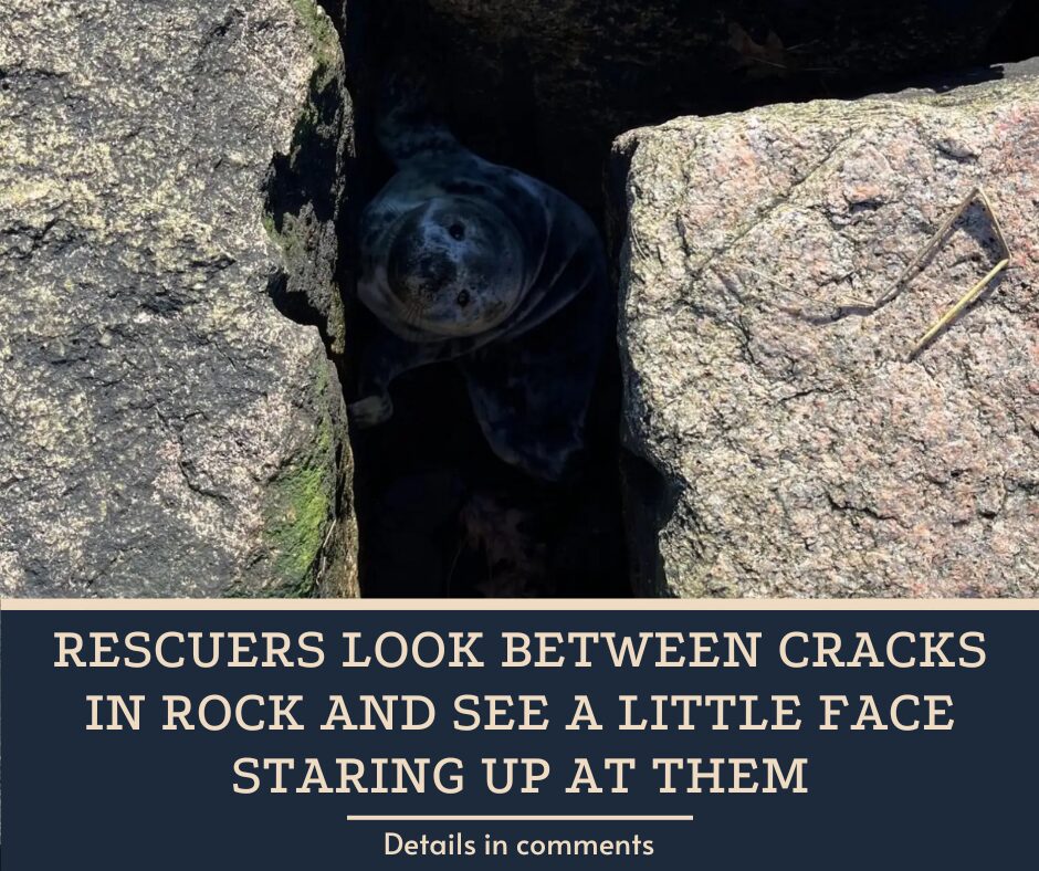 Rescuers Look Between Cracks In Rock And See A Little Face Staring Up At Them