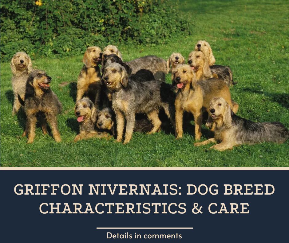 Griffon Nivernais: Dog Breed Characteristics & Care