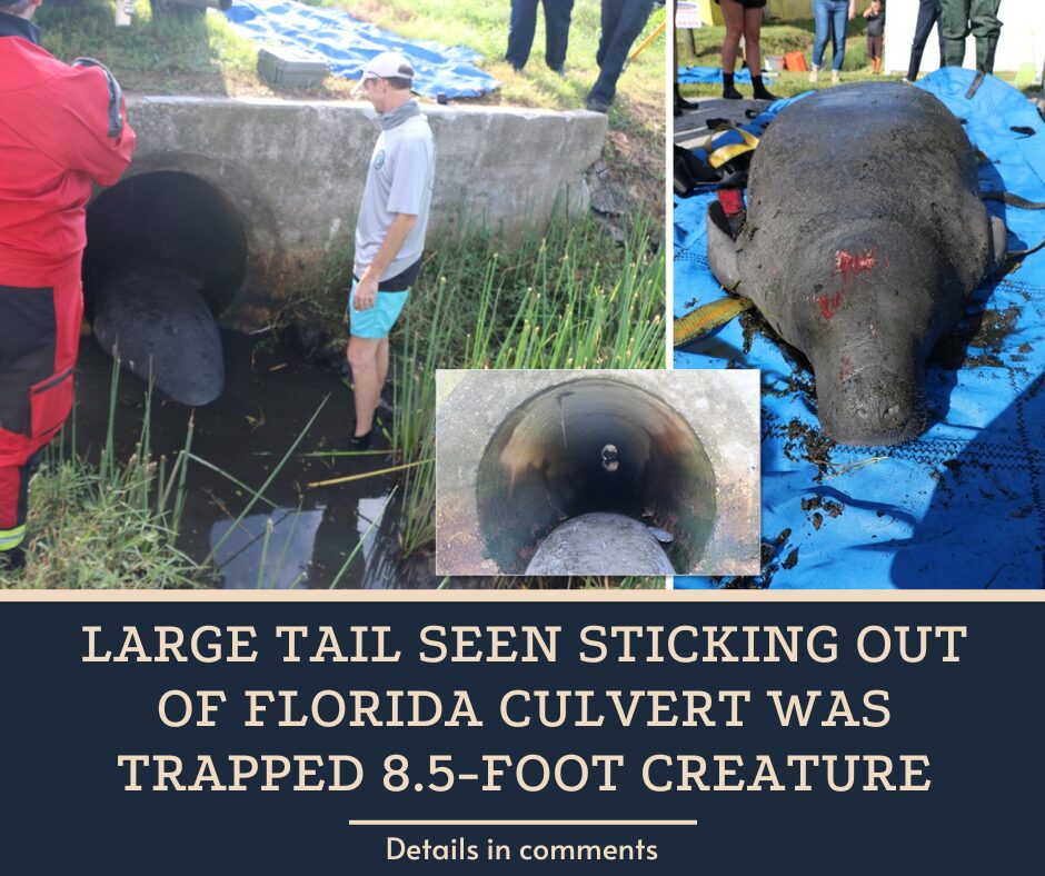 Large tail seen sticking out of Florida culvert was trapped 8.5-foot creature