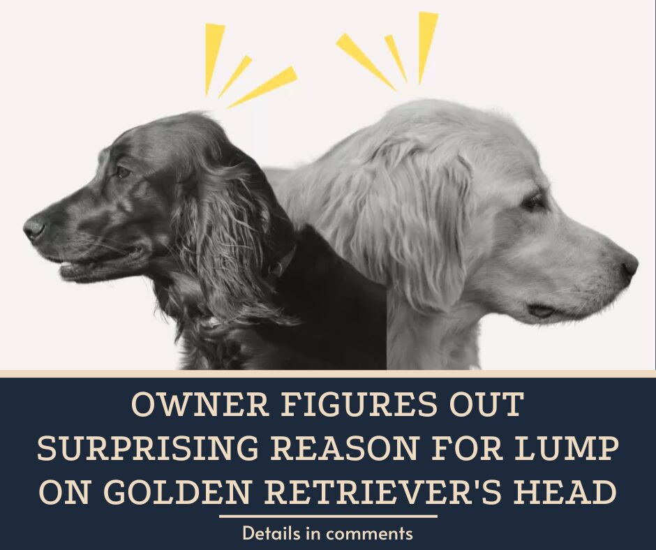 Owner Figures Out Surprising Reason for Lump on Golden Retriever’s Head