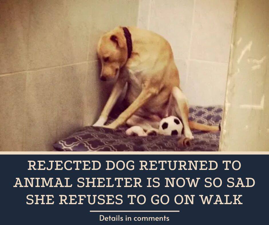 Rejected Dog Returned To Animal Shelter Is Now So Sad She Refuses To Go On Walk