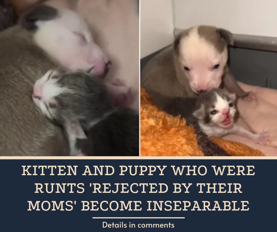 Kitten and Puppy Who Were Runts ‘Rejected by Their Moms’ Become Inseparable