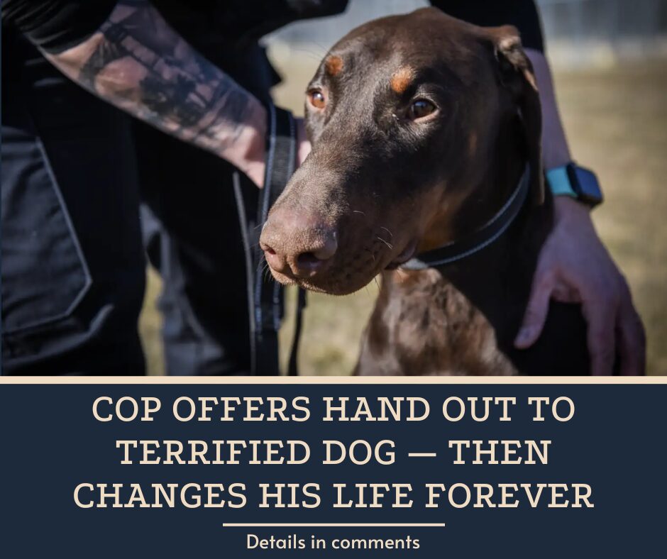 Cop Offers Hand Out To Terrified Dog — Then Changes His Life Forever