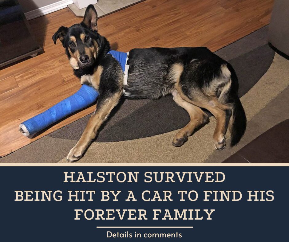 Halston survived being hit by a car to find his forever family