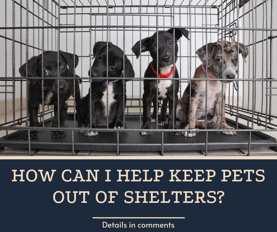 How Can I Help Keep Pets Out of Shelters?