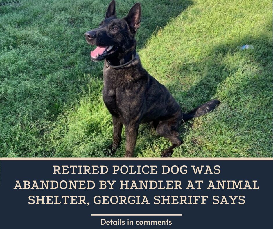 Retired police dog was abandoned by handler at animal shelter, Georgia sheriff says