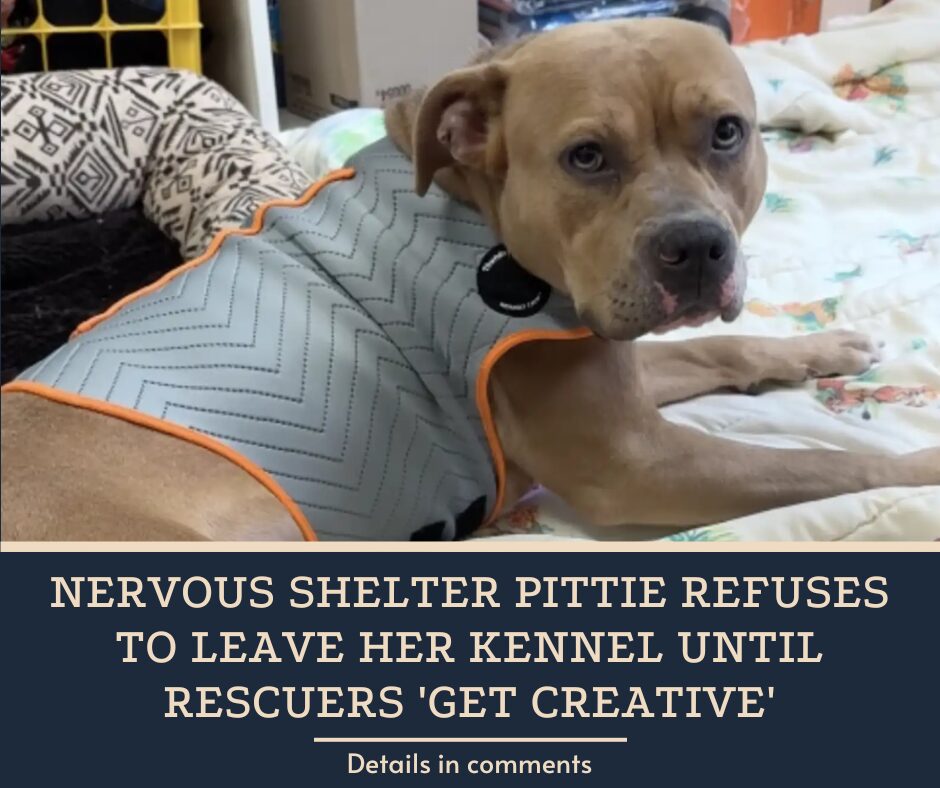 Nervous Shelter Pittie Refuses To Leave Her Kennel Until Rescuers ‘Get Creative’