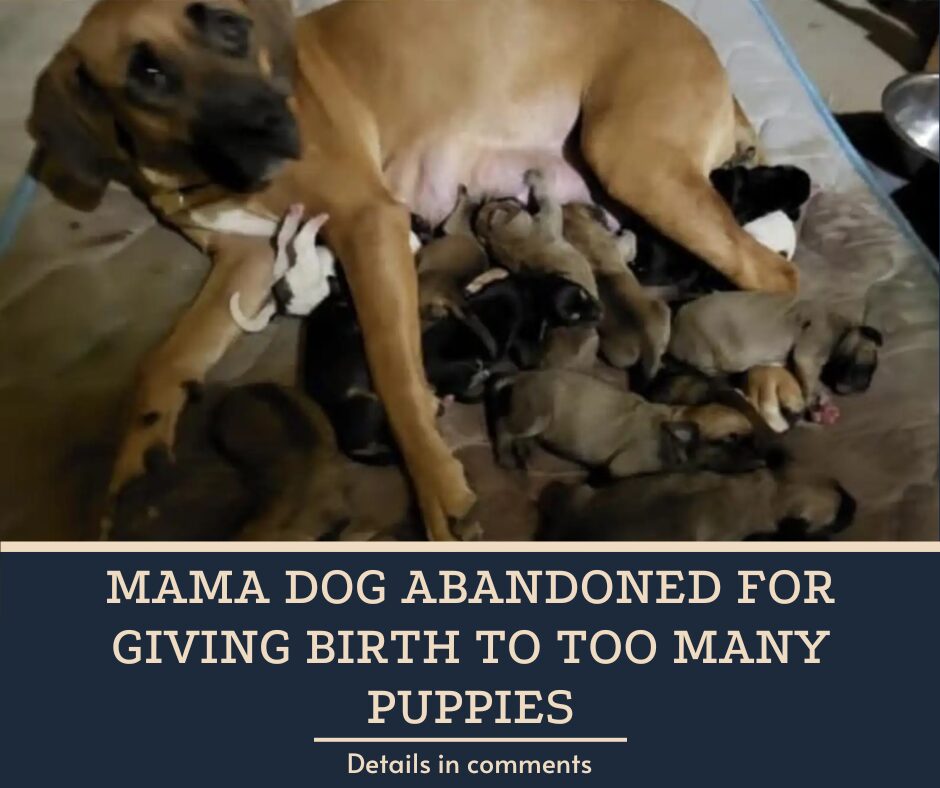 Mama Dog Abandoned For Giving Birth To Too Many Puppies