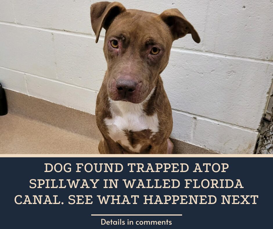 Dog found trapped atop spillway in walled Florida canal. See what happened next