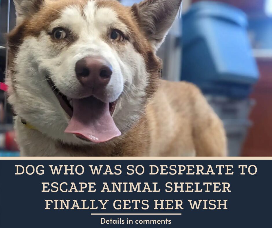 Dog Who Was So Desperate To Escape Animal Shelter Finally Gets Her Wish