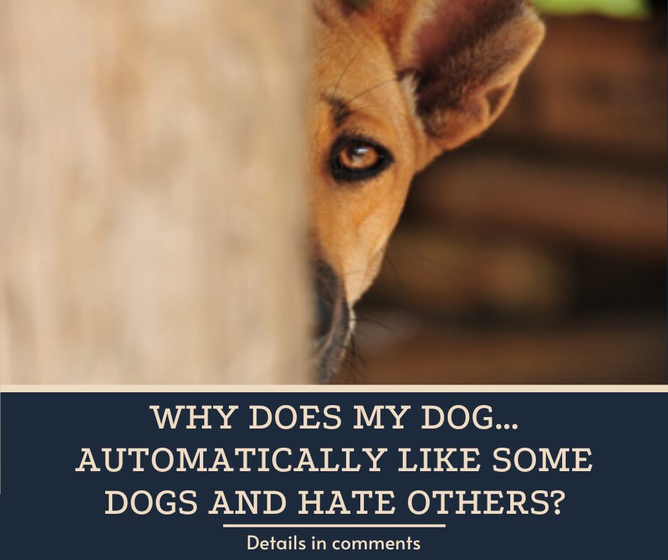 Why Does My Dog… Automatically Like Some Dogs and Hate Others?