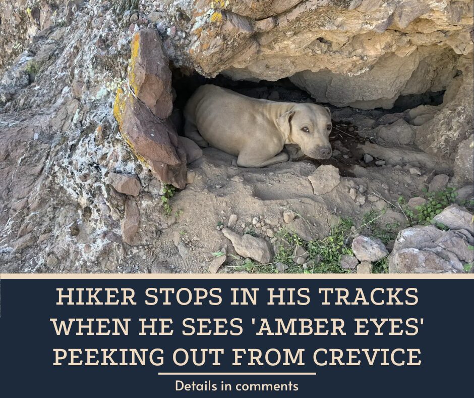 Hiker Stops In His Tracks When He Sees ‘Amber Eyes’ Peeking Out From Crevice