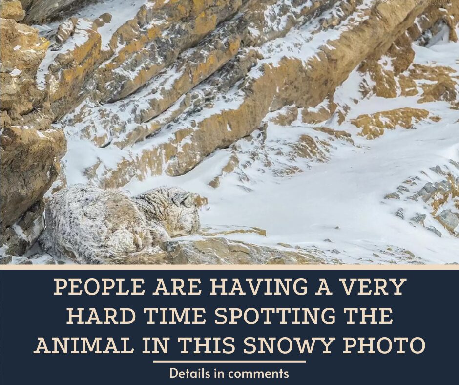 People Are Having A Very Hard Time Spotting The Animal In This Snowy Photo