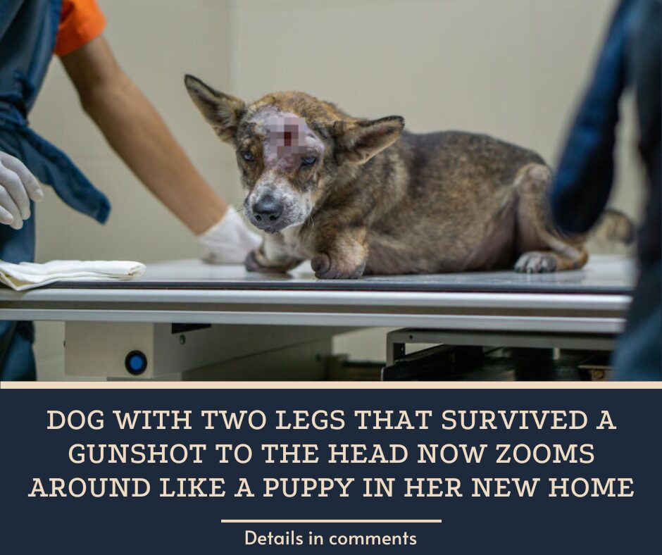 Dog With Two Legs That Survived A Gunshot To The Head Now Zooms Around Like A Puppy In Her New Home