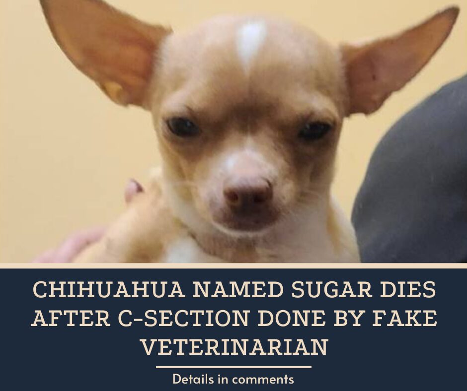 Chihuahua named Sugar dies after C-section done by fake veterinarian