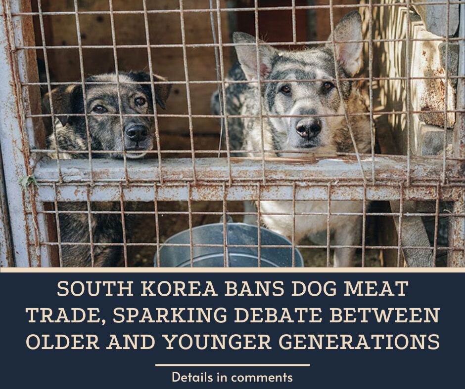 South Korea Bans Dog Meat Trade, Sparking Debate Between Older And Younger Generations