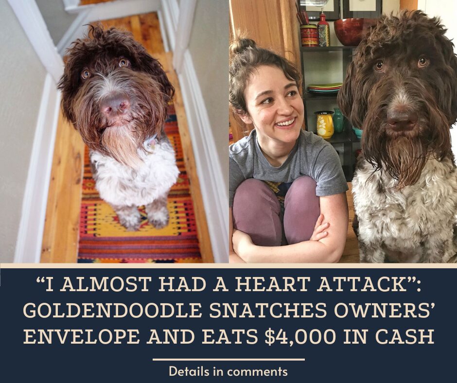 “I Almost Had A Heart Attack”: Goldendoodle Snatches Owners’ Envelope And Eats $4,000 In Cash