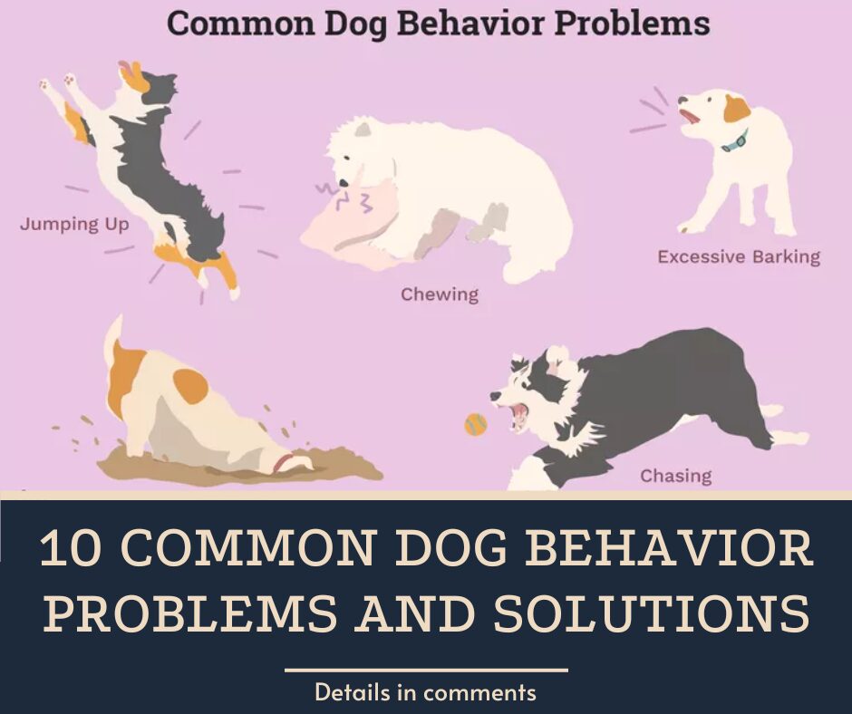 10 Common Dog Behavior Problems and Solutions