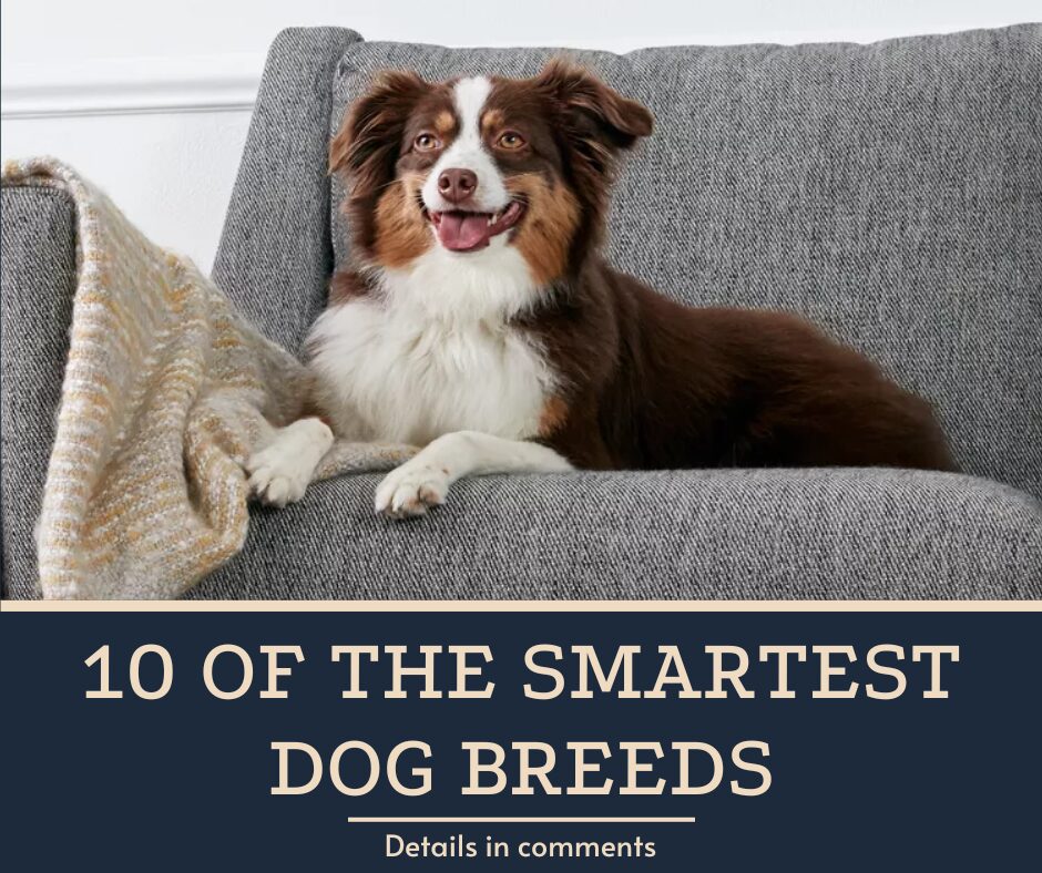 10 of the Smartest Dog Breeds