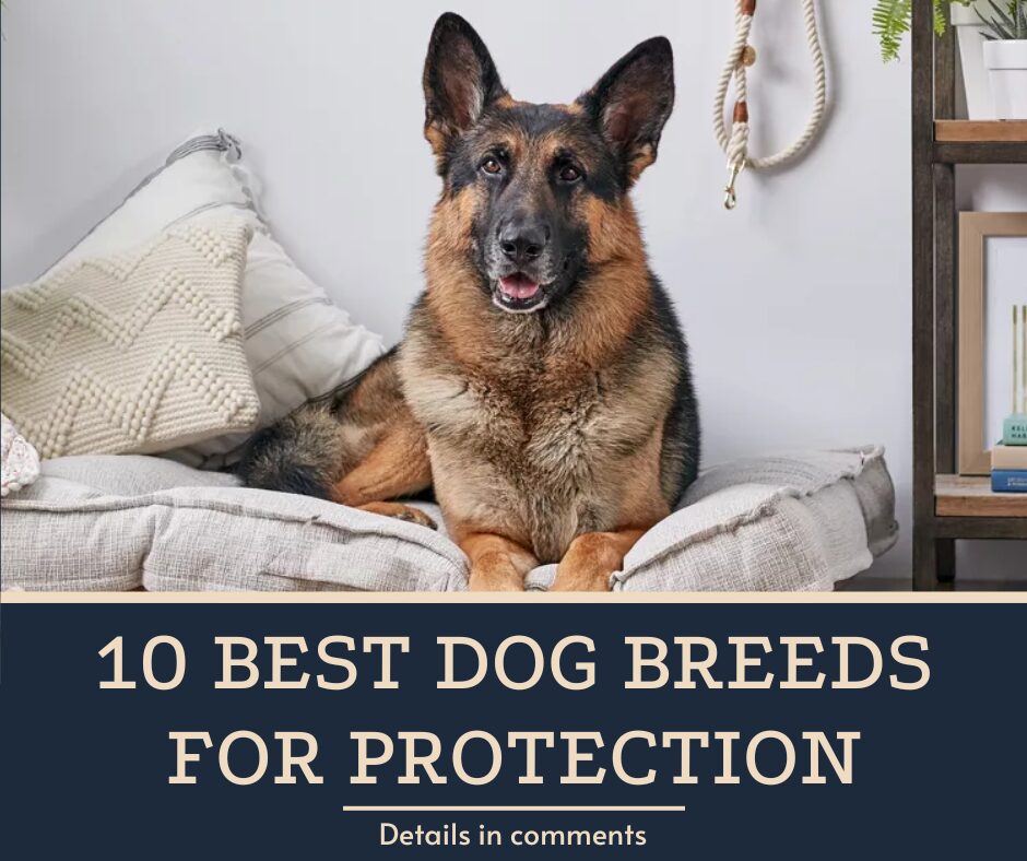 10 Best Dog Breeds for Protection