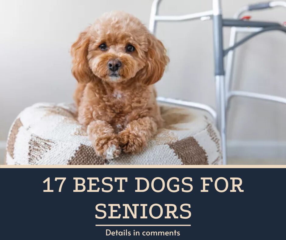 17 Best Dogs for Seniors