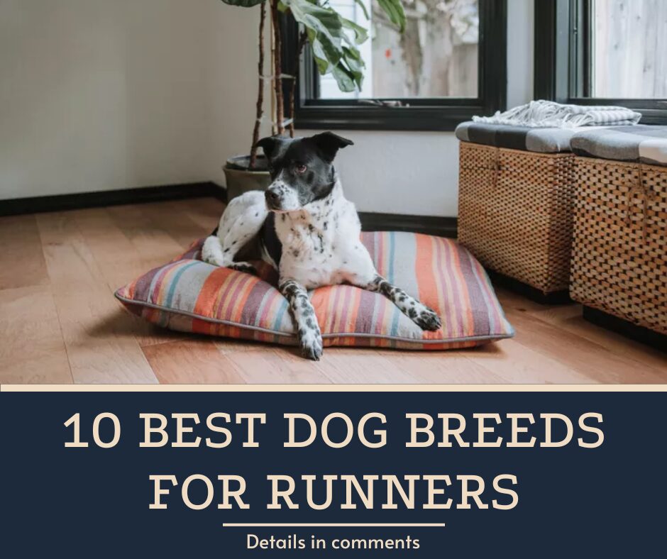 10 Best Dog Breeds for Runners