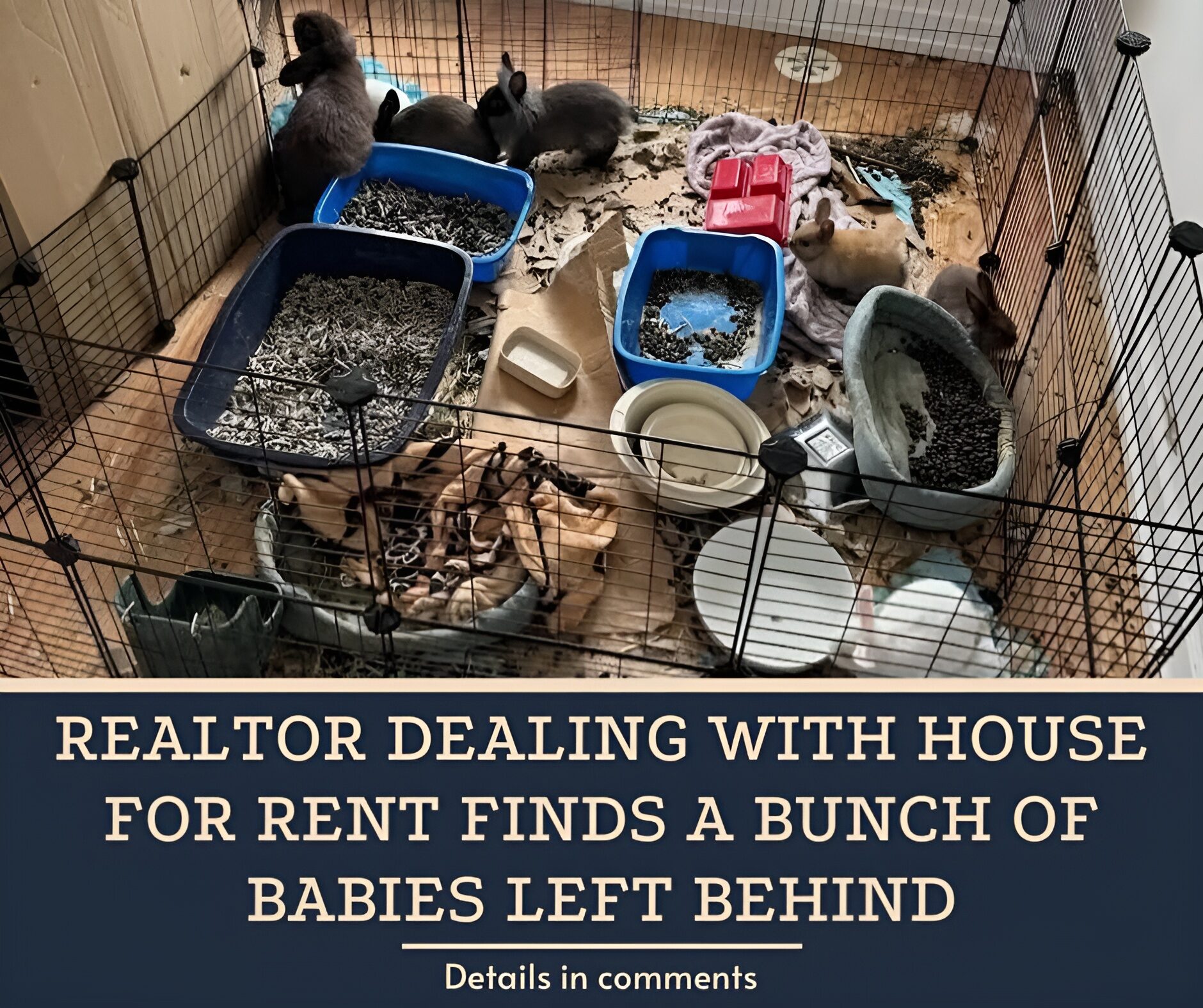 Realtor Dealing With House For Rent Finds A Bunch Of Babies Left Behind