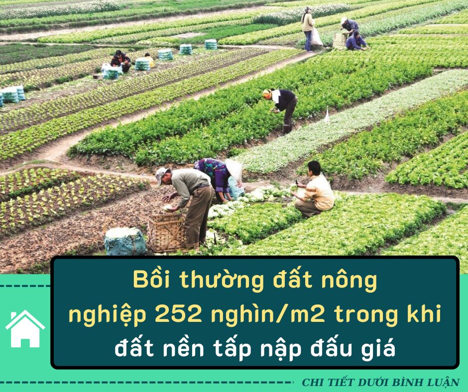 Bồi thường đất nông nghiệp 252 nghìn/m2 có hợp lý; đất nền tấp nập đấu giá