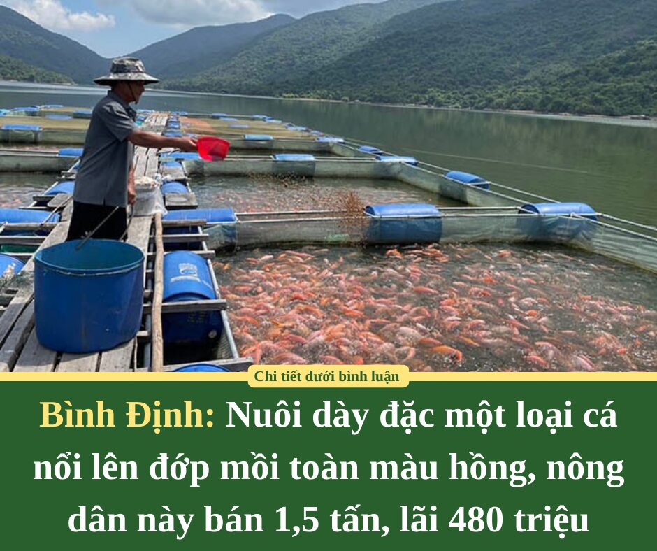 Nuôi dày đặc một loại cá nổi lên đớp mồi toàn màu hồng, nông dân này ở Bình Định bán 1,5 tấn, lãi 480 triệu