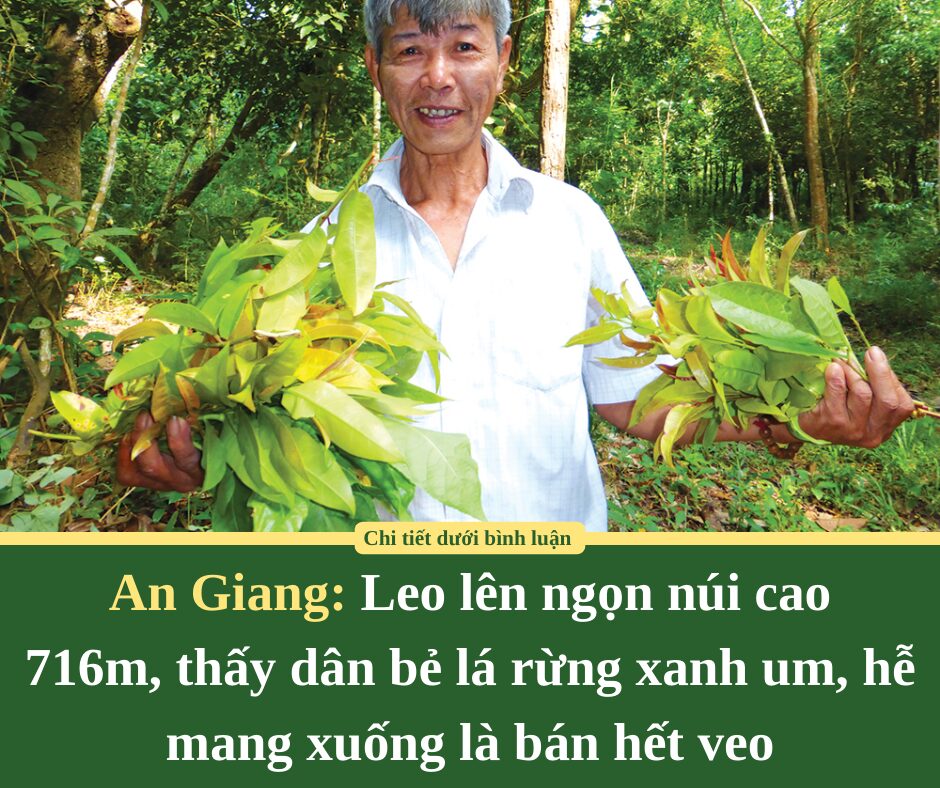 Leo lên ngọn núi cao 716m ở An Giang, thấy dân bẻ lá rừng xanh um, hễ mang xuống là bán hết veo