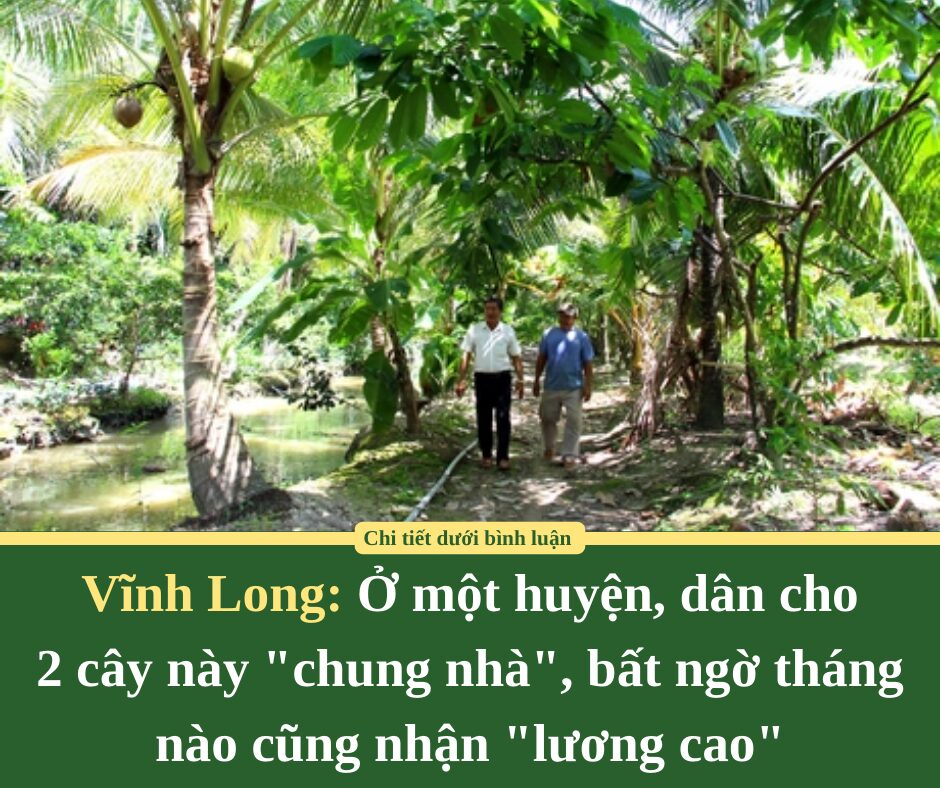 Ở một huyện của Vĩnh Long, dân cho 2 cây này “chung nhà”, bất ngờ tháng nào cũng nhận “lương cao”