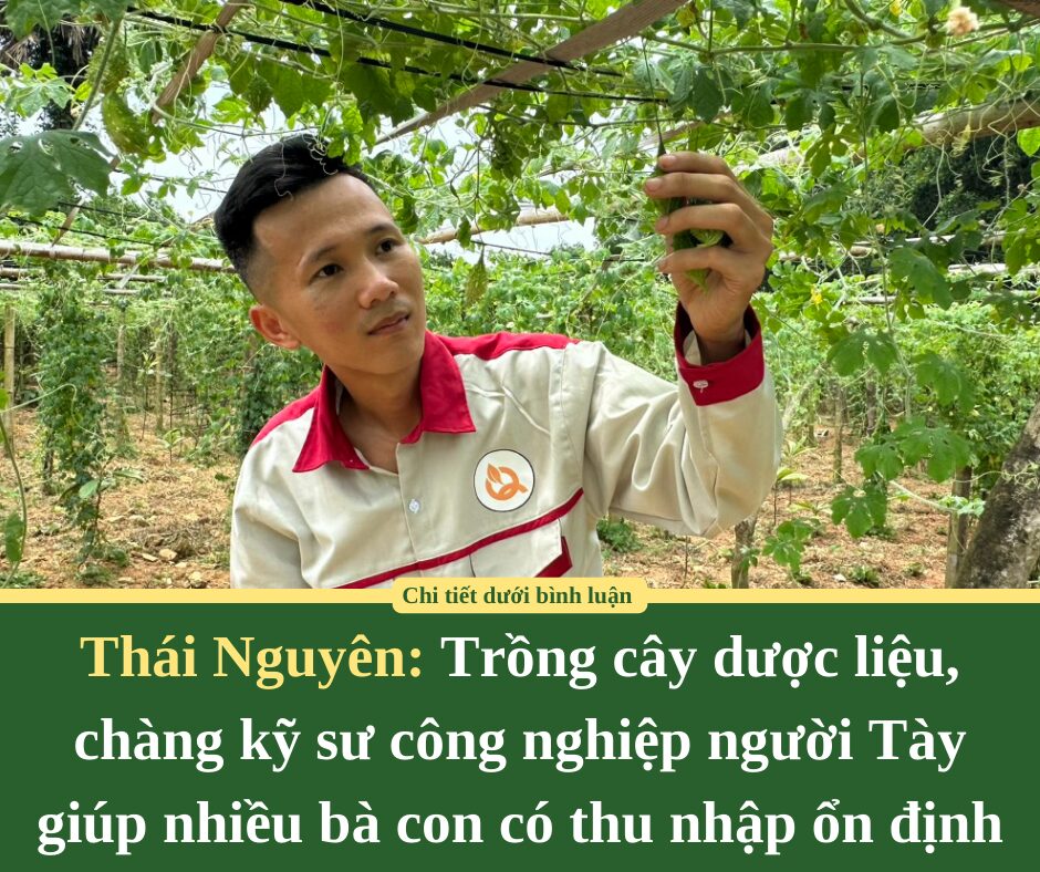 Trồng cây dược liệu, chàng kỹ sư công nghiệp người Tày Thái Nguyên giúp nhiều bà con có thu nhập ổn định