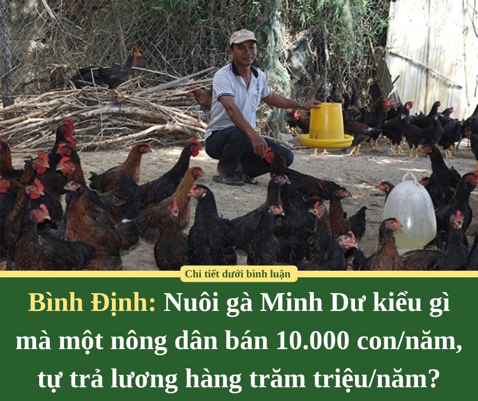 Nuôi gà Minh Dư kiểu gì mà một nông dân Bình Định bán 10.000 con/năm, tự trả lương hàng trăm triệu/năm?