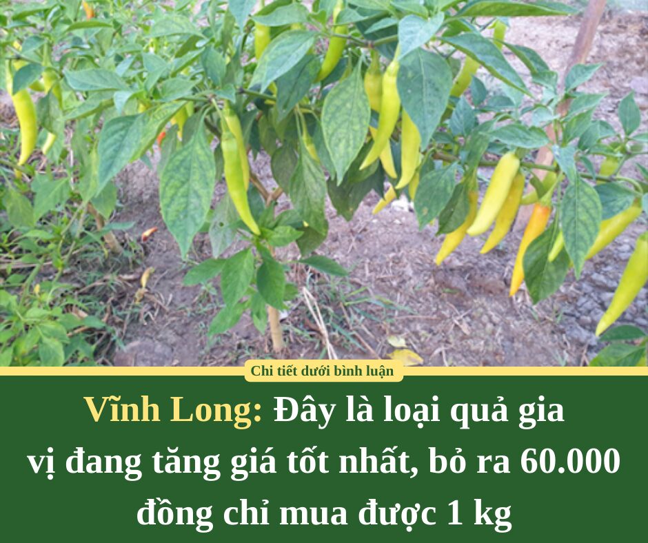 Đây là loại quả gia vị đang tăng giá tốt nhất ở Vĩnh Long, bỏ ra 60.000 đồng chỉ mua được 1 kg