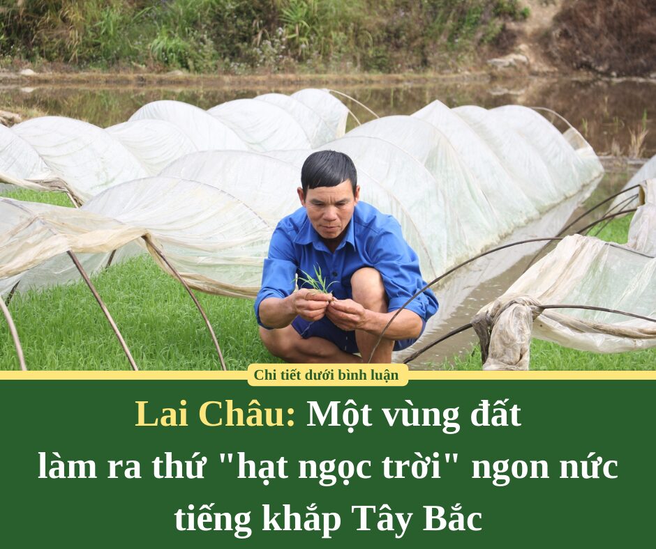 Một vùng đất ở Lai Châu làm ra thứ “hạt ngọc trời” ngon nức tiếng khắp Tây Bắc