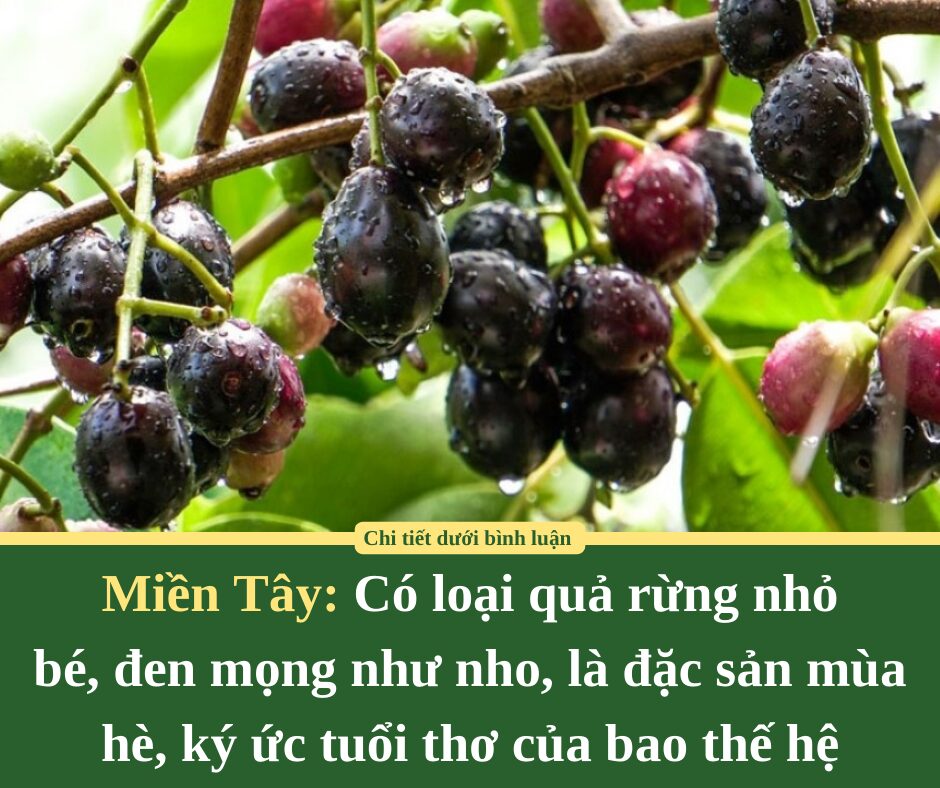 Có loại quả rừng miền Tây nhỏ bé, đen mọng như nho, là đặc sản mùa hè, ký ức tuổi thơ của bao thế hệ