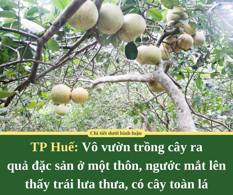 Vô vườn trồng cây ra quả đặc sản ở một thôn của TP Huế, ngước mắt lên thấy trái lưa thưa, có cây toàn lá