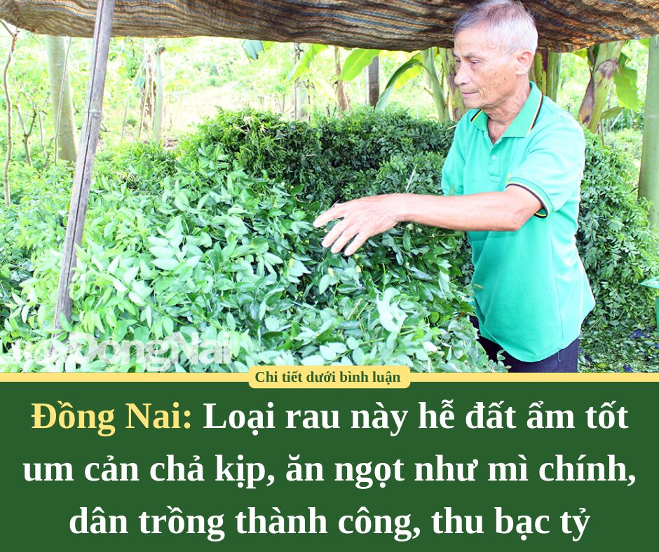 Loại rau này hễ đất ẩm tốt um cản chả kịp, ăn ngọt như mì chính, dân Đồng Nai trồng thành công, thu bạc tỷ