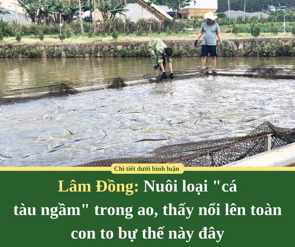 Nuôi loại “cá tàu ngầm” trong ao ở Lâm Đồng, thấy nổi lên toàn con to bự thế này đây