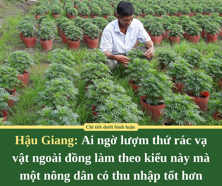 Ai ngờ lượm thứ rác vạ vật ngoài đồng làm theo kiểu này mà ở Hậu Giang một nông dân có thu nhập tốt hơn