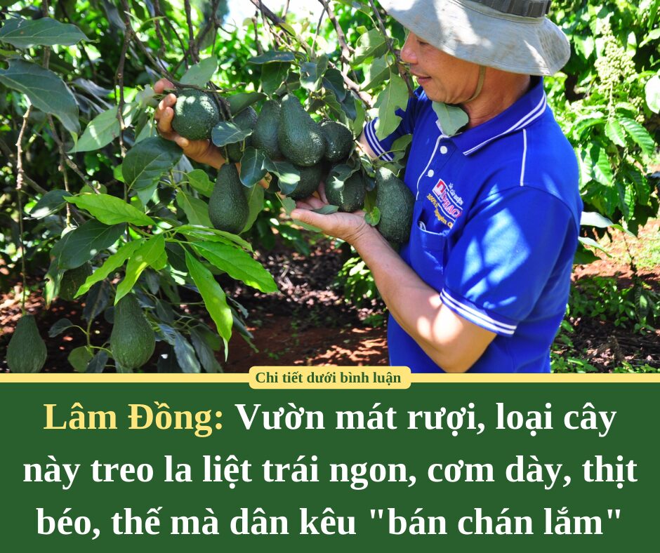 Vườn mát rượi, loại cây này ở Lâm Đồng treo la liệt trái ngon, cơm dày, thịt béo, thế mà dân kêu “bán chán lắm”