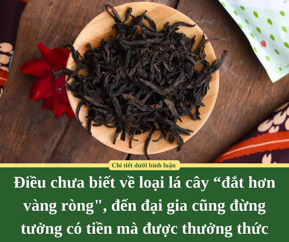 Điều chưa biết về loại lá cây “đắt hơn vàng ròng”, đến đại gia cũng đừng tưởng có tiền mà được thưởng thức