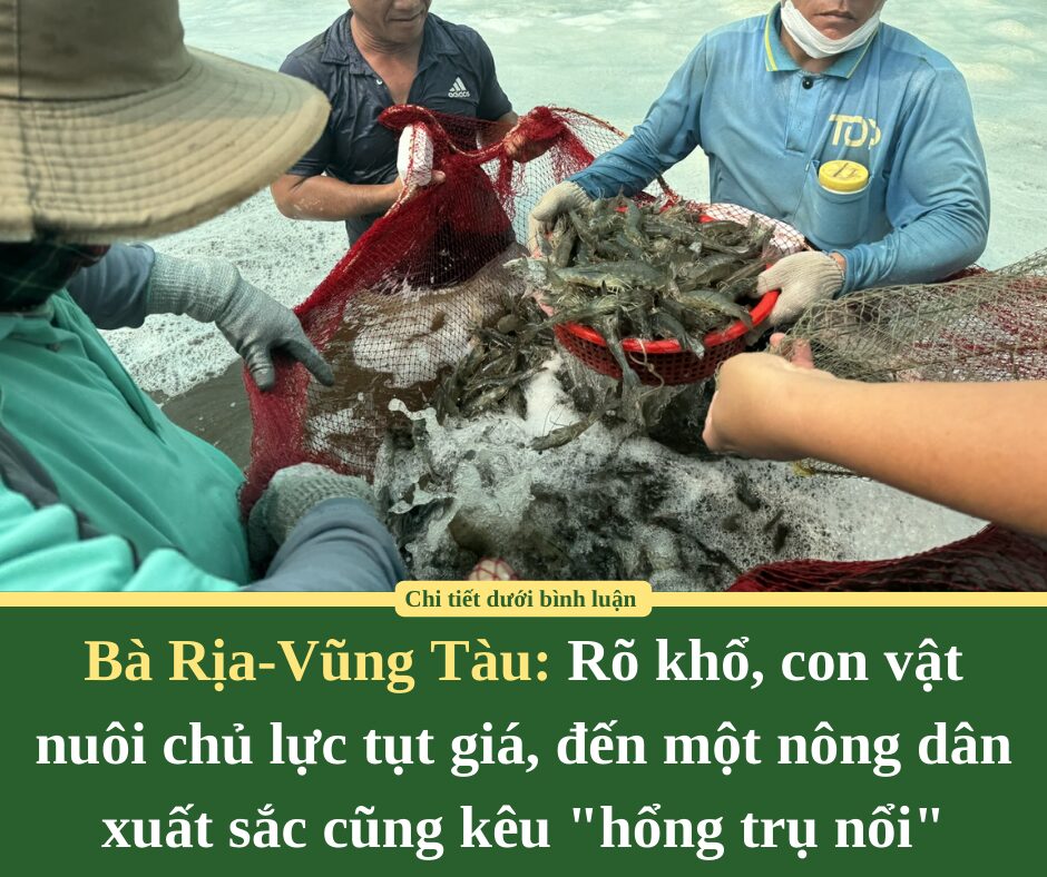 Bà Rịa-Vũng Tàu: Rõ khổ, con vật nuôi chủ lực tụt giá, đến một nông dân xuất sắc cũng kêu “hổng trụ nổi”