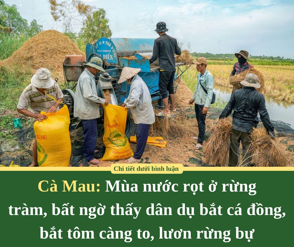 Mùa nước rọt ở rừng tràm Cà Mau, bất ngờ thấy dân dụ bắt cá đồng, bắt tôm càng to, lươn rừng bự